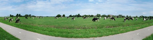 Dutch polder landscape panorama with cows and grazing fields